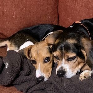 Meet your Posher, Anne